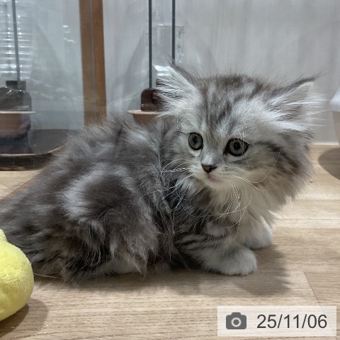 ミヌエットの写真