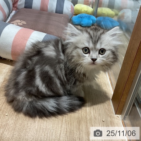 ミヌエットの写真