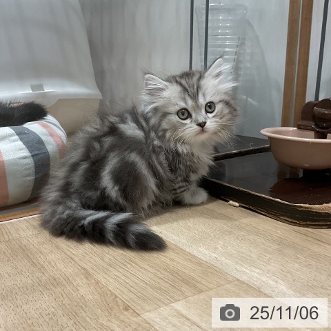 ミヌエットの写真