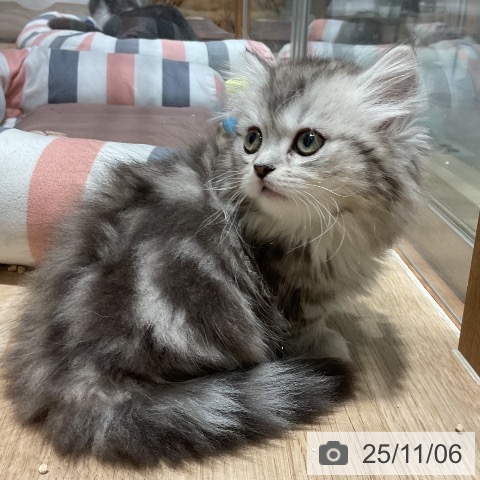 ミヌエットの写真