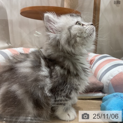 ミヌエットの写真