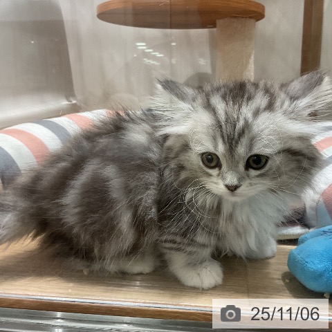 ミヌエットの写真