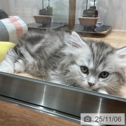 ミヌエットの写真