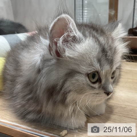 ミヌエットの写真