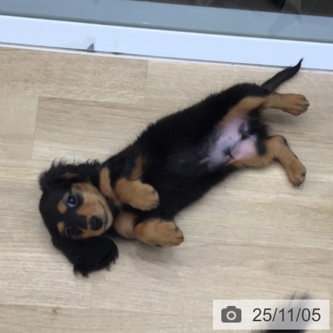 ミニチュア・ダックスフンドの写真