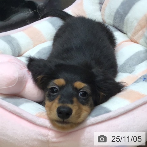 ミニチュア・ダックスフンドの写真