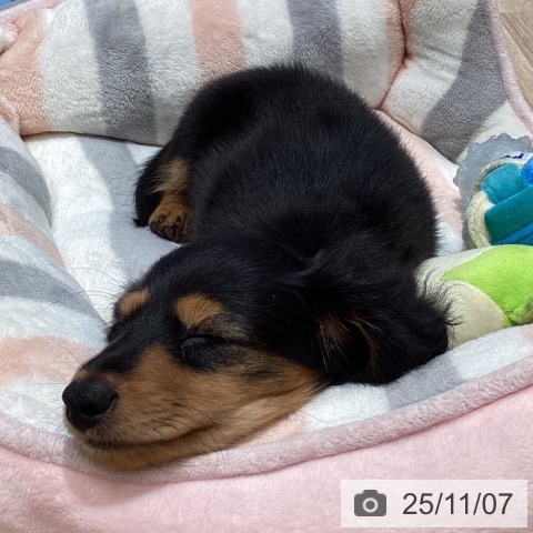 ミニチュア・ダックスフンドの写真