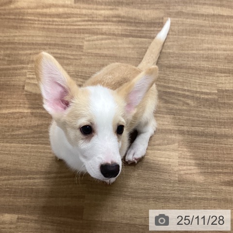 茨城県のウェルシュコーギーペンブローク (ペッツワン 阿見店/2025年9月4日生まれ/男の子/レッドホワイト)の子犬の4枚目の画像