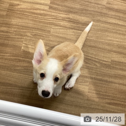 茨城県のウェルシュコーギーペンブローク (ペッツワン 阿見店/2025年9月4日生まれ/男の子/レッドホワイト)の子犬の3枚目の画像