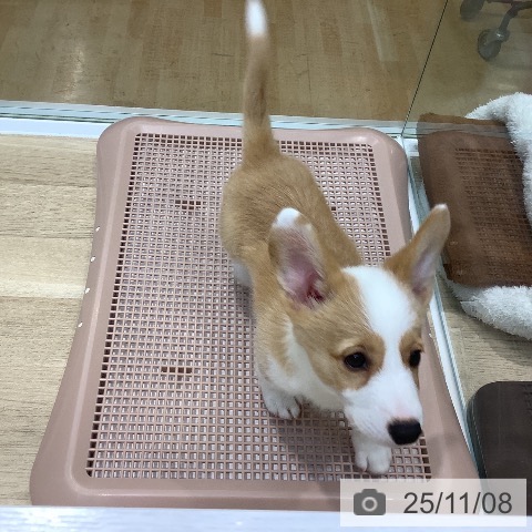 ウェルシュ・コーギー・ペンブロークの写真