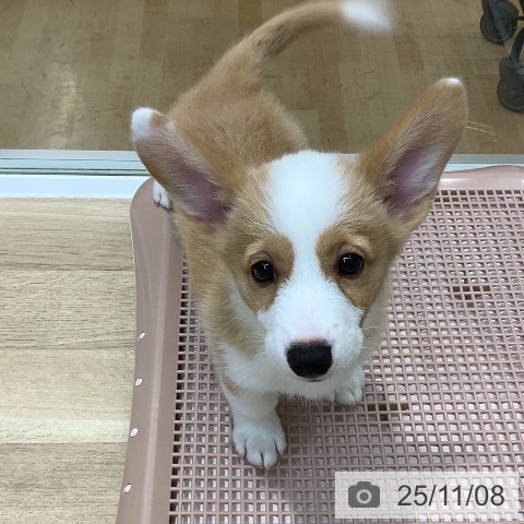 ウェルシュ・コーギー・ペンブロークの写真