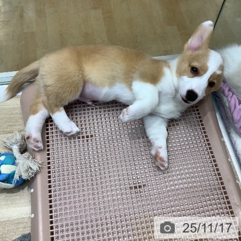 ウェルシュ・コーギー・ペンブロークの写真