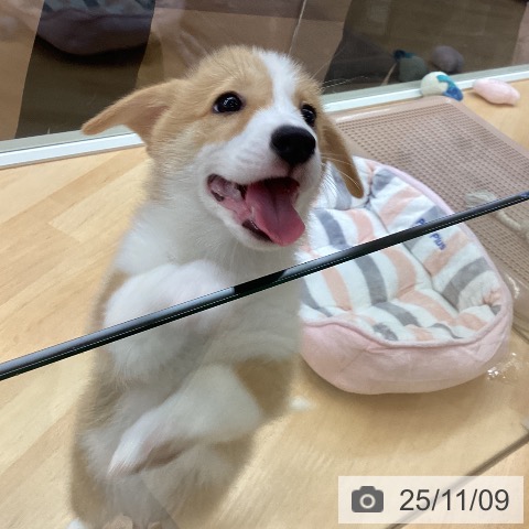 ウェルシュ・コーギー・ペンブロークの写真