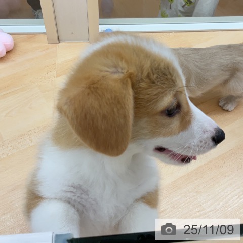 ウェルシュ・コーギー・ペンブロークの写真