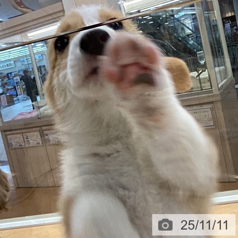 ウェルシュ・コーギー・ペンブロークの写真