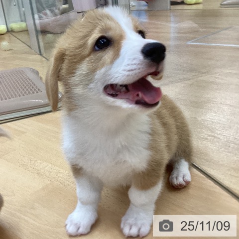 ウェルシュ・コーギー・ペンブロークの写真