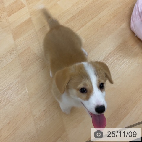 ウェルシュ・コーギー・ペンブロークの写真