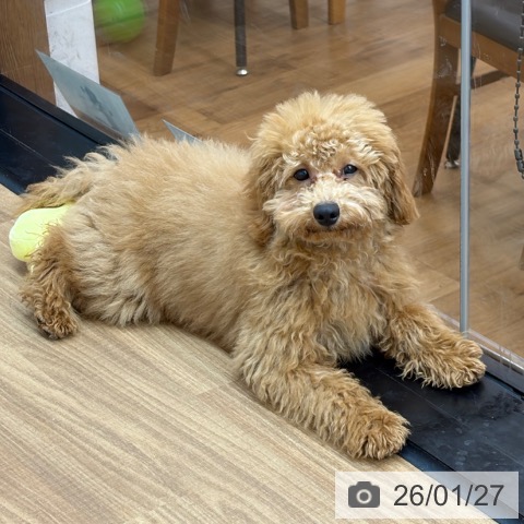 埼玉県のトイプードル(トイ) (ペットプラス 所沢店/2025年9月6日生まれ/男の子/レッド)の子犬の4枚目の画像