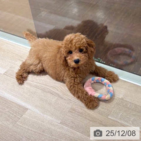 埼玉県のトイプードル(トイ) (ペットプラス 所沢店/2025年9月6日生まれ/男の子/レッド)の子犬の3枚目の画像