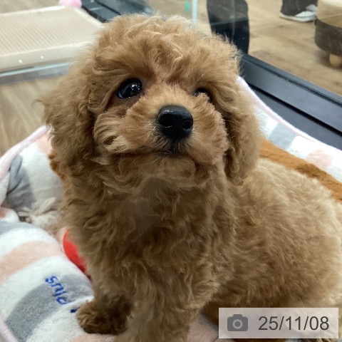 トイ・プードルの写真