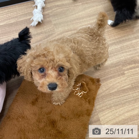 トイ・プードルの写真