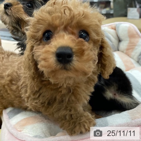 トイ・プードルの写真