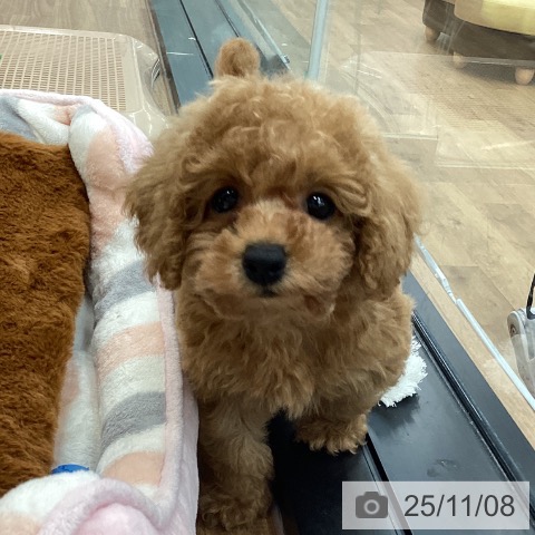 トイ・プードルの写真