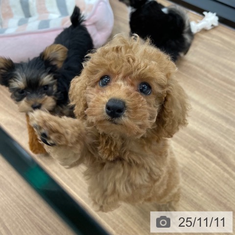 トイ・プードルの写真