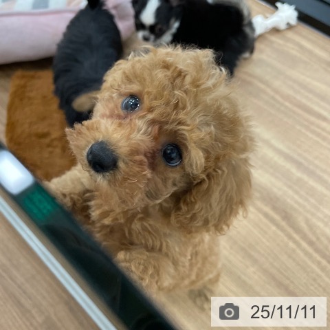 トイ・プードルの写真