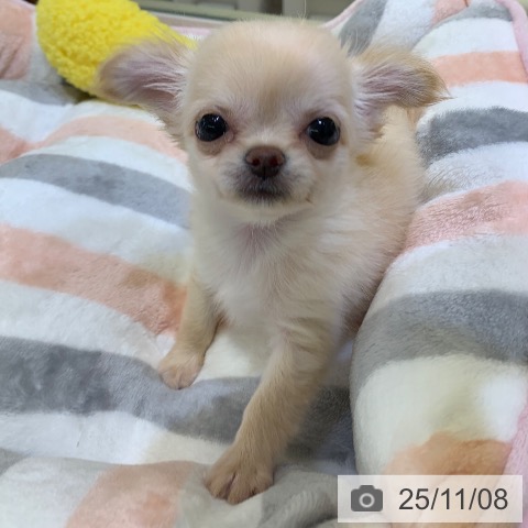 チワワの写真