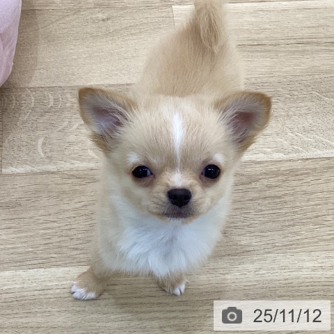 群馬県のチワワ(ロング) (ペットプラス 前橋店/2025年9月7日生まれ/男の子/クリームホワイト)の子犬の4枚目の画像