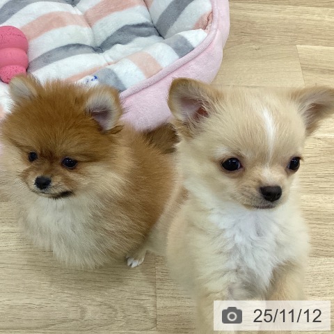 群馬県のチワワ(ロング) (ペットプラス 前橋店/2025年9月7日生まれ/男の子/クリームホワイト)の子犬の3枚目の画像