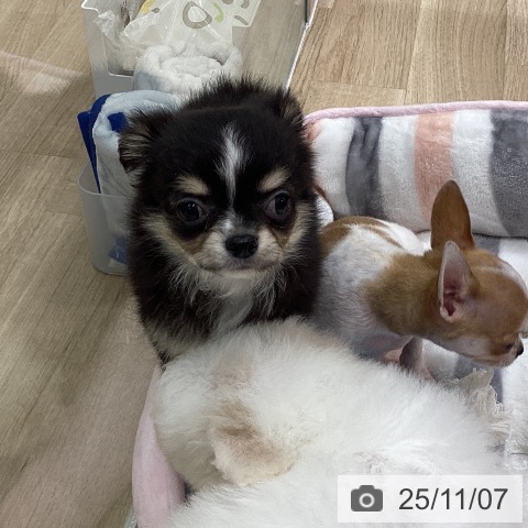 チワワの写真