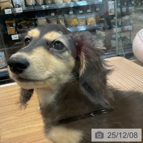 埼玉県のミニチュアダックスフンド(ロング) (ペッツワン 新座店/2025年9月5日生まれ/男の子/ブラックイエロー)の子犬の4枚目の画像