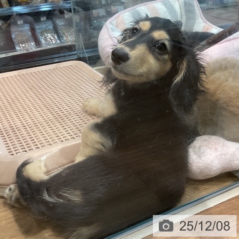 埼玉県のミニチュアダックスフンド(ロング) (ペッツワン 新座店/2025年9月5日生まれ/男の子/ブラックイエロー)の子犬の3枚目の画像