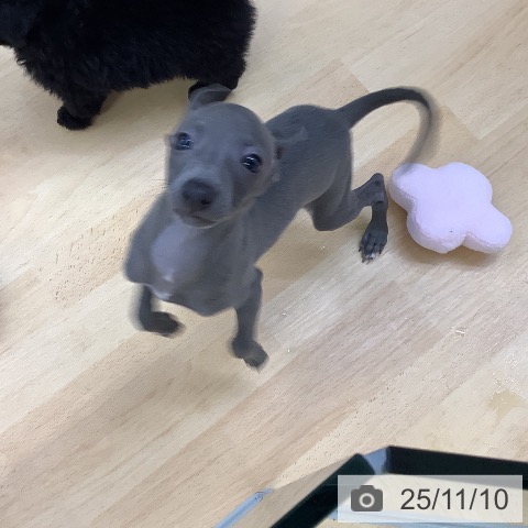 イタリアン・グレーハウンドの写真