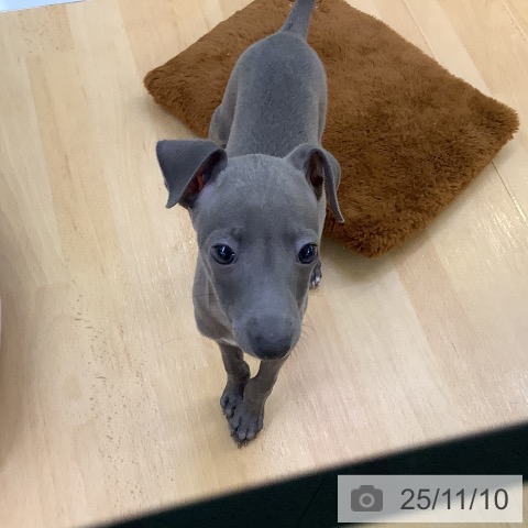 イタリアン・グレーハウンドの写真