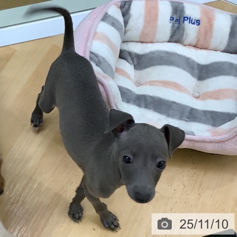 イタリアン・グレーハウンドの写真