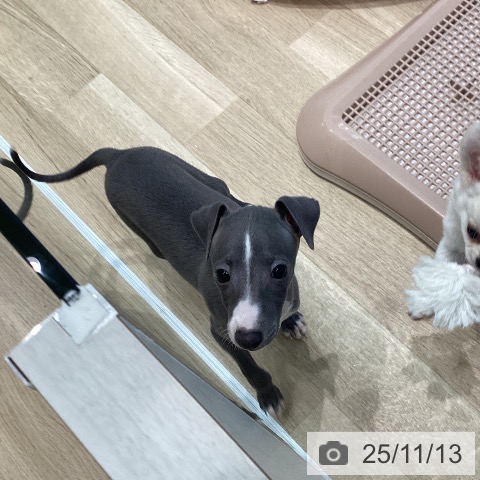 イタリアン・グレーハウンドの写真