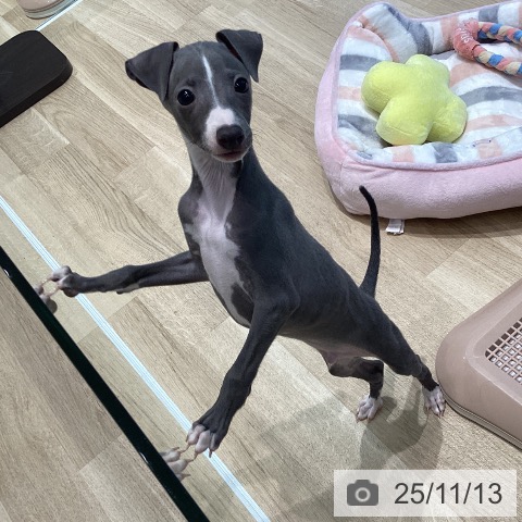 イタリアン・グレーハウンドの写真