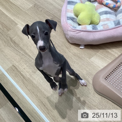 イタリアン・グレーハウンドの写真