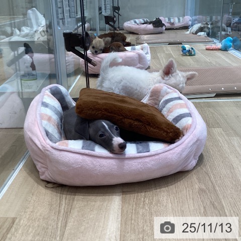 イタリアン・グレーハウンドの写真