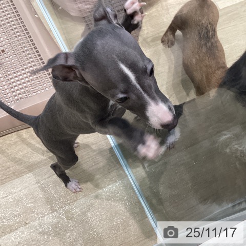 千葉県のイタリアングレーハウンド (ペットプラス コトエ流山おおたかの森店/2025年9月10日生まれ/男の子/ブルーホワイトマーキングス)の子犬の4枚目の画像