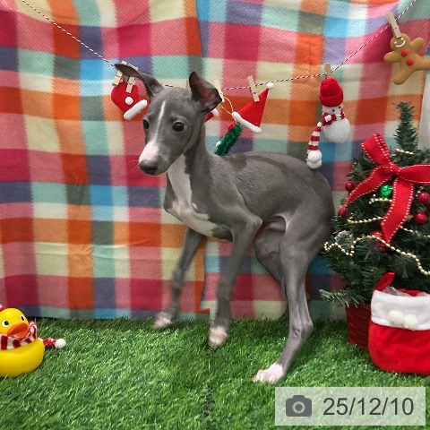 千葉県のイタリアングレーハウンド (ペットプラス コトエ流山おおたかの森店/2025年9月10日生まれ/男の子/ブルーホワイトマーキングス)の子犬の3枚目の画像