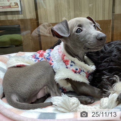 イタリアン・グレーハウンドの写真