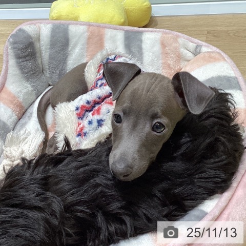 イタリアン・グレーハウンドの写真