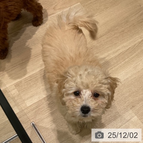 東京都のトイプードル(トイ) (ペットプラス 立川高島屋S.C.店/2025年9月11日生まれ/女の子/クリーム)の子犬の4枚目の画像