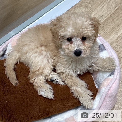 東京都のトイプードル(トイ) (ペットプラス 立川高島屋S.C.店/2025年9月11日生まれ/女の子/クリーム)の子犬の3枚目の画像