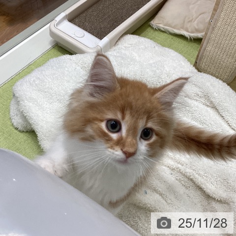 千葉県のノルウェージャンフォレストキャット (ペットプラス 成田店/2025年9月8日生まれ/男の子/レッドマッカレルタビーホワイト)の子猫の4枚目の画像