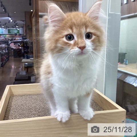 千葉県のノルウェージャンフォレストキャット (ペットプラス 成田店/2025年9月8日生まれ/男の子/レッドマッカレルタビーホワイト)の子猫の3枚目の画像